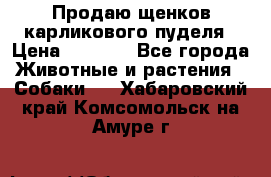 Продаю щенков карликового пуделя › Цена ­ 2 000 - Все города Животные и растения » Собаки   . Хабаровский край,Комсомольск-на-Амуре г.